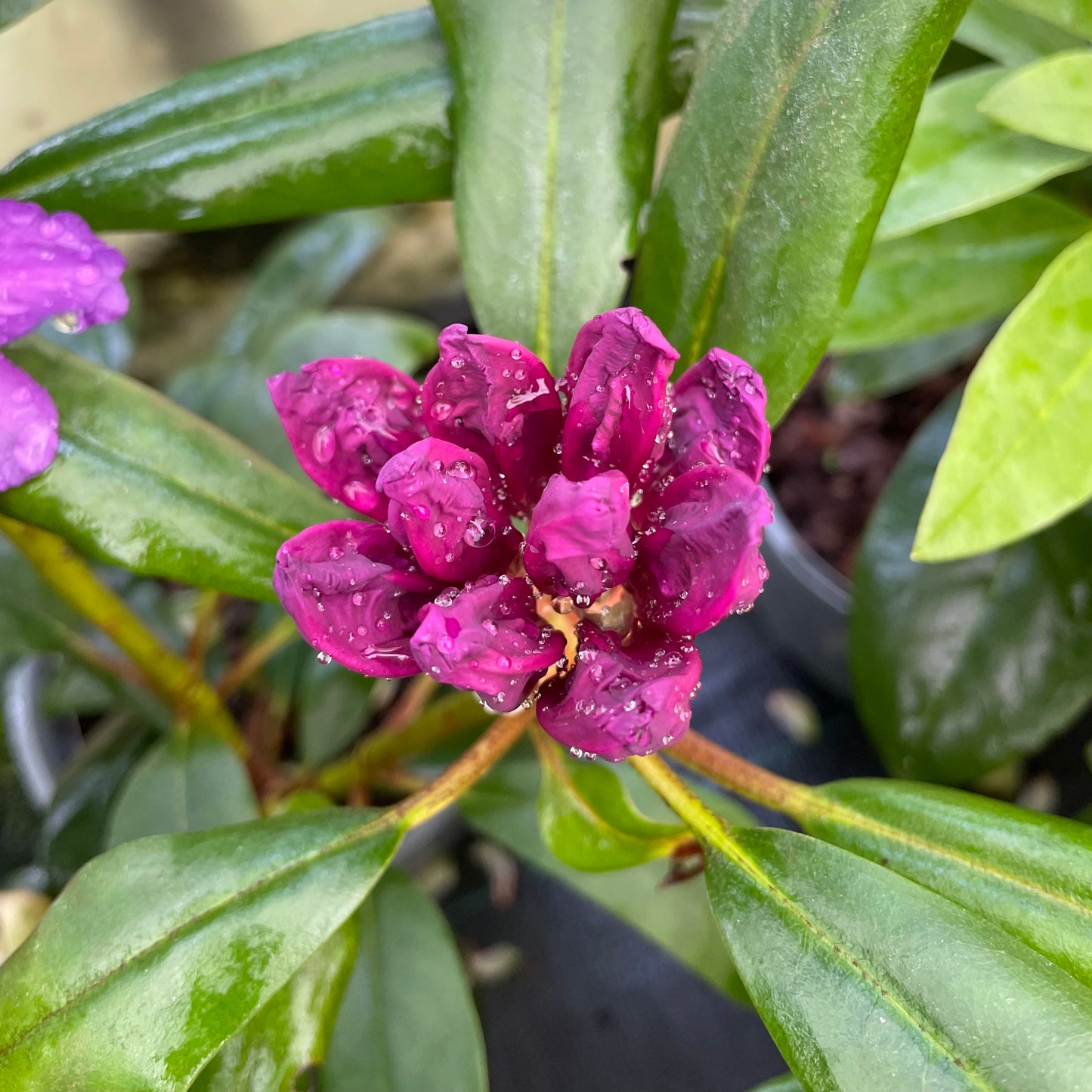 Watered Petals on Rhododendron Marcel Menard
