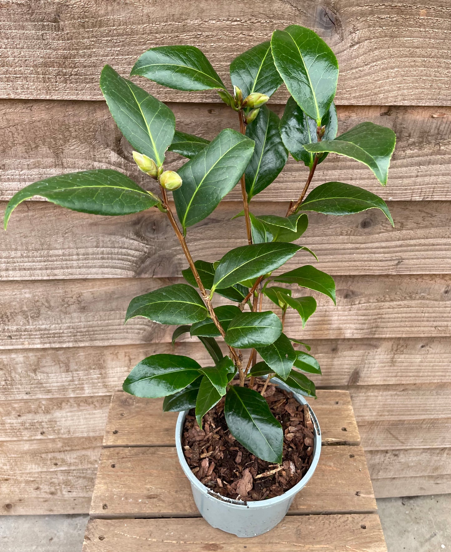 Camellia Les Jury