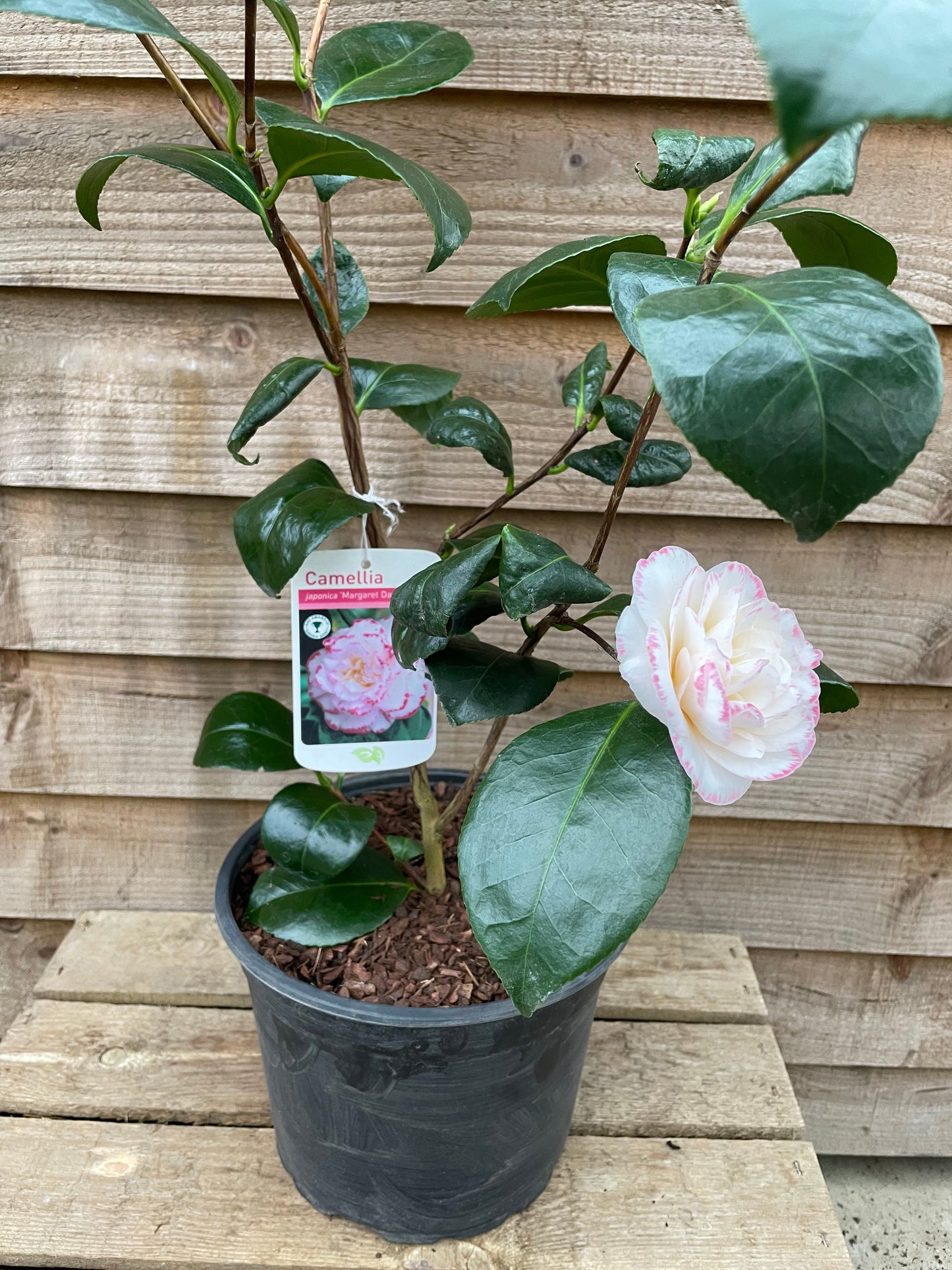 Camellia Margaret Davis