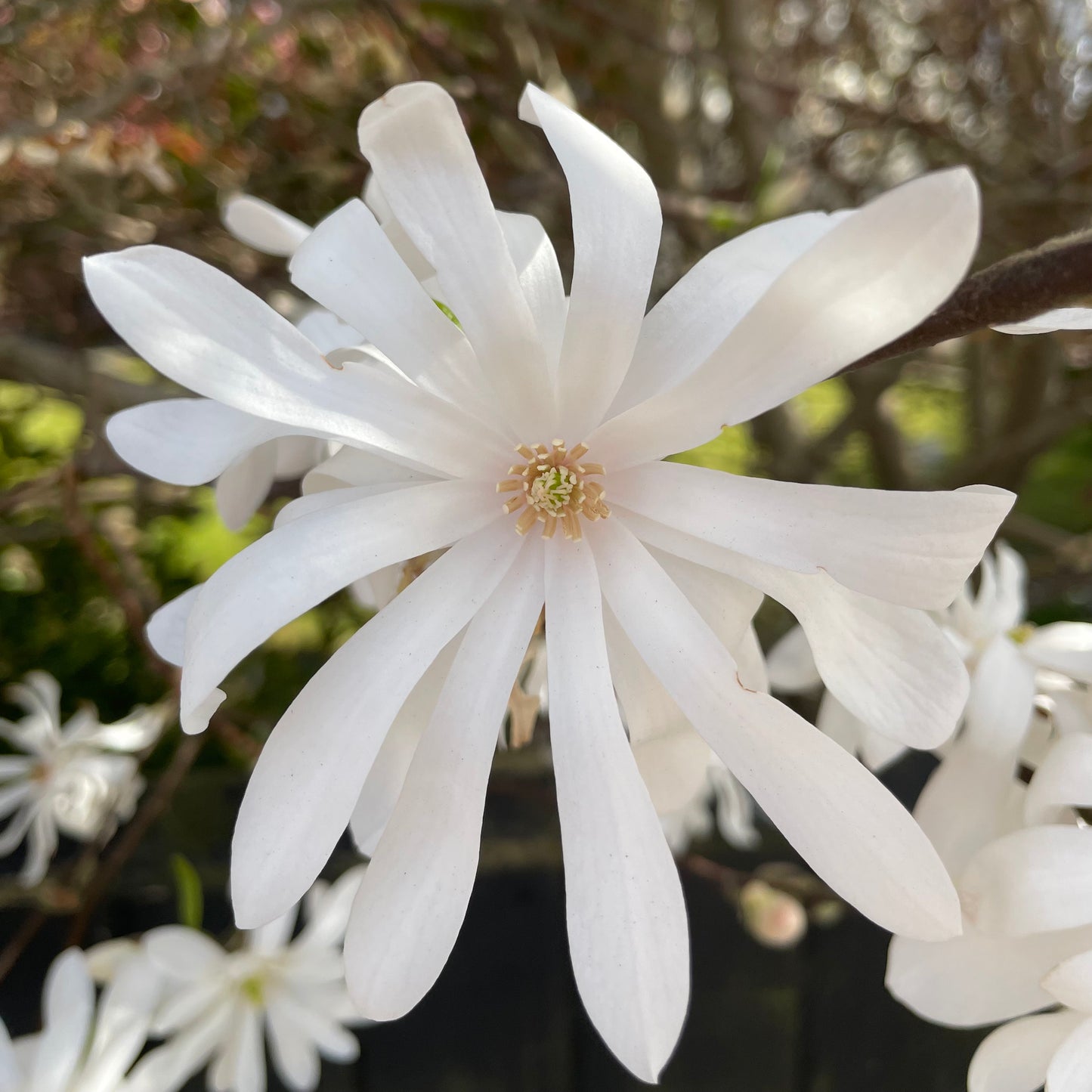 Magnolia Stellata