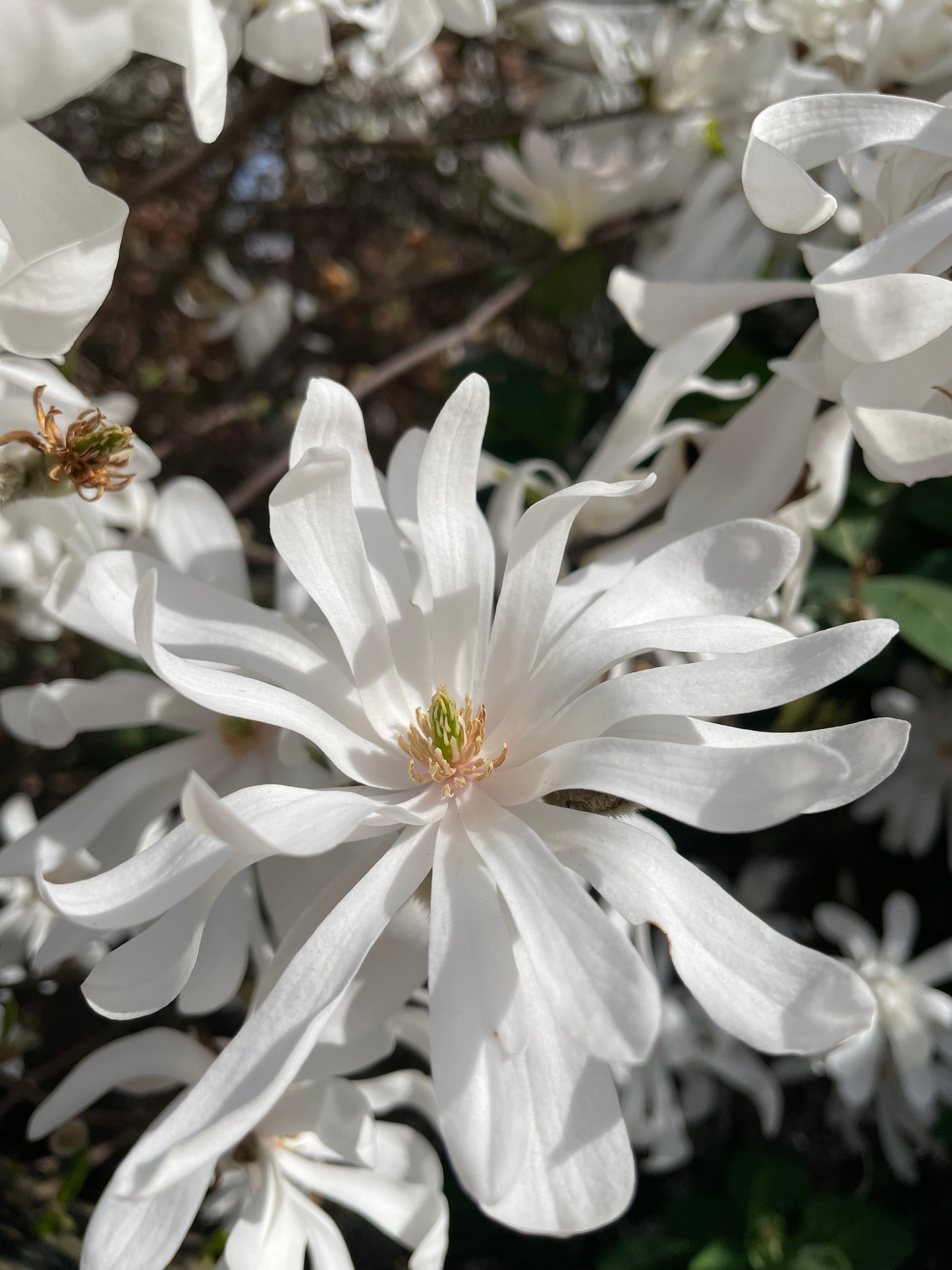 Magnolia Stellata