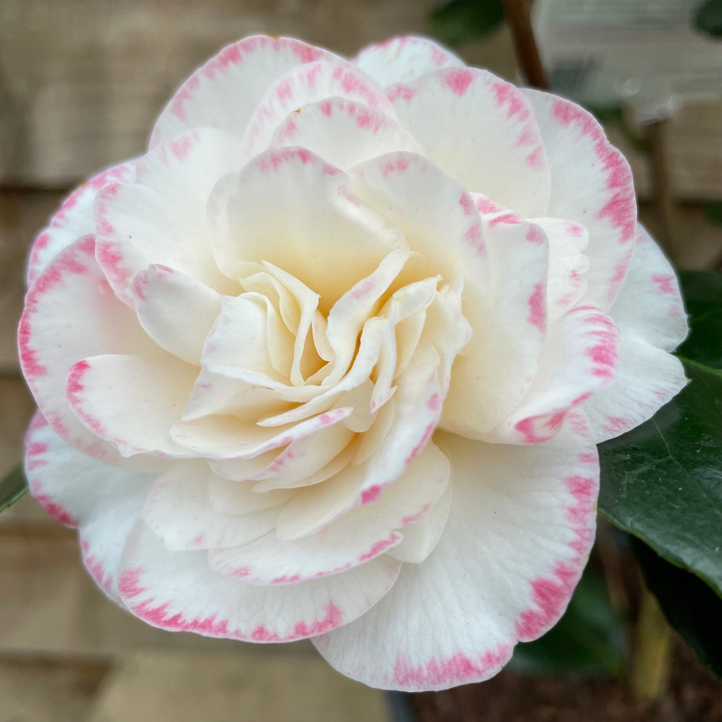 Camellia Margaret Davis