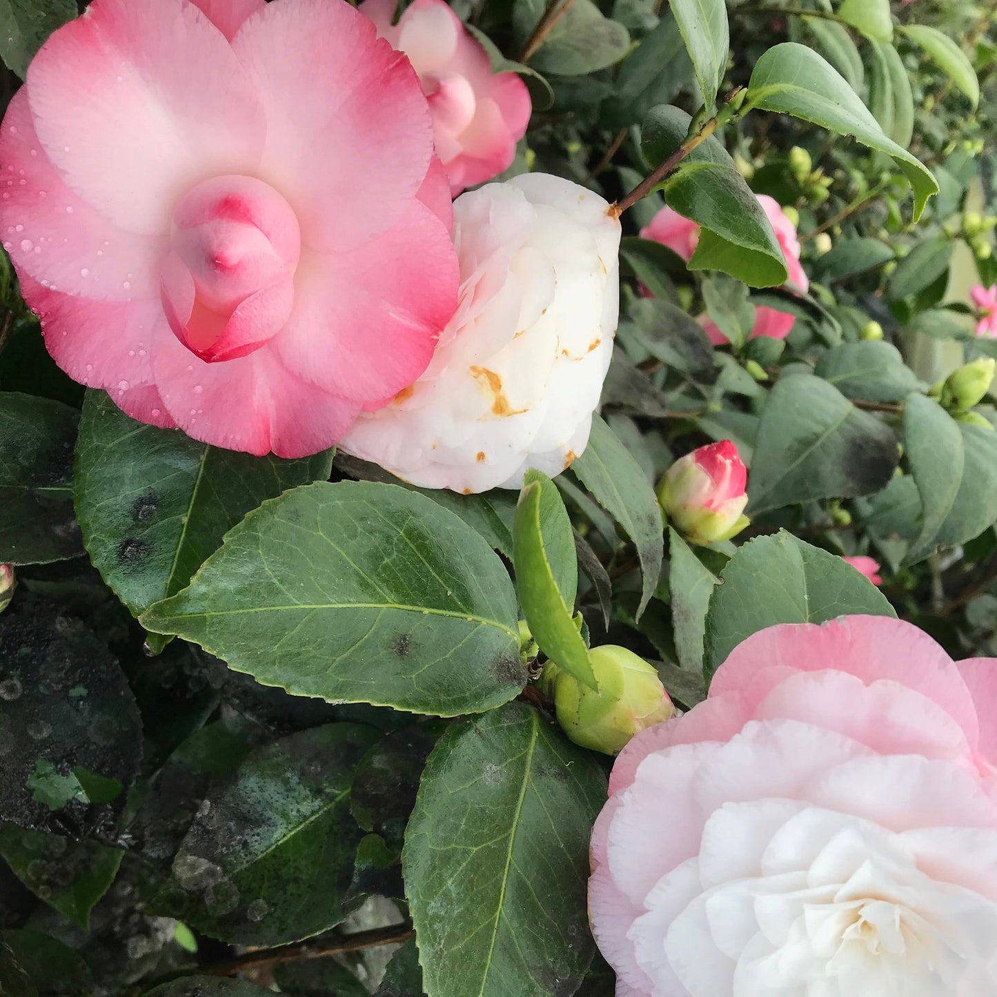 buds on Camellia Desire plants