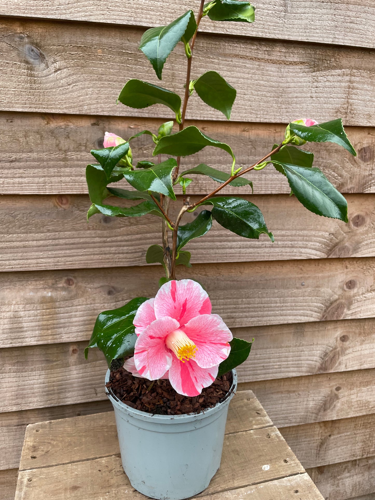 Camellia Tricolor