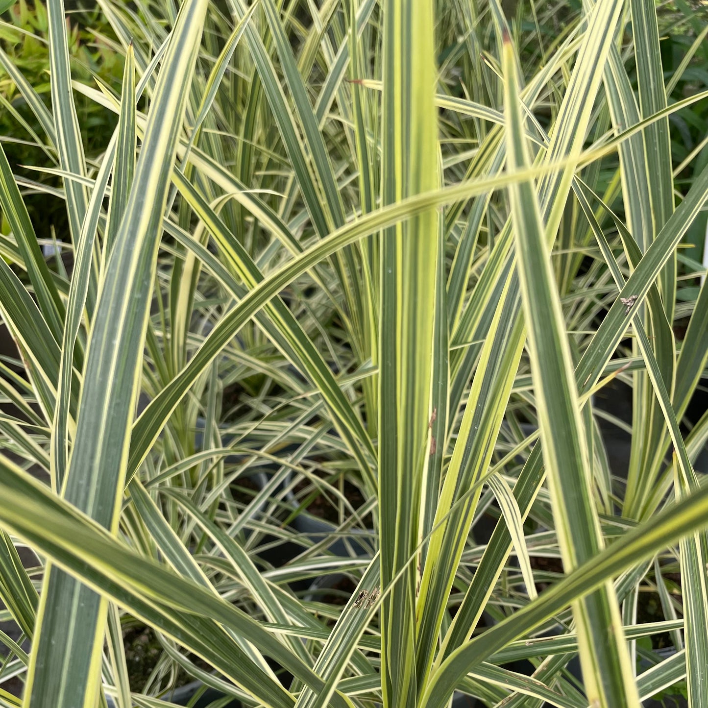 Cordyline Lime Passion