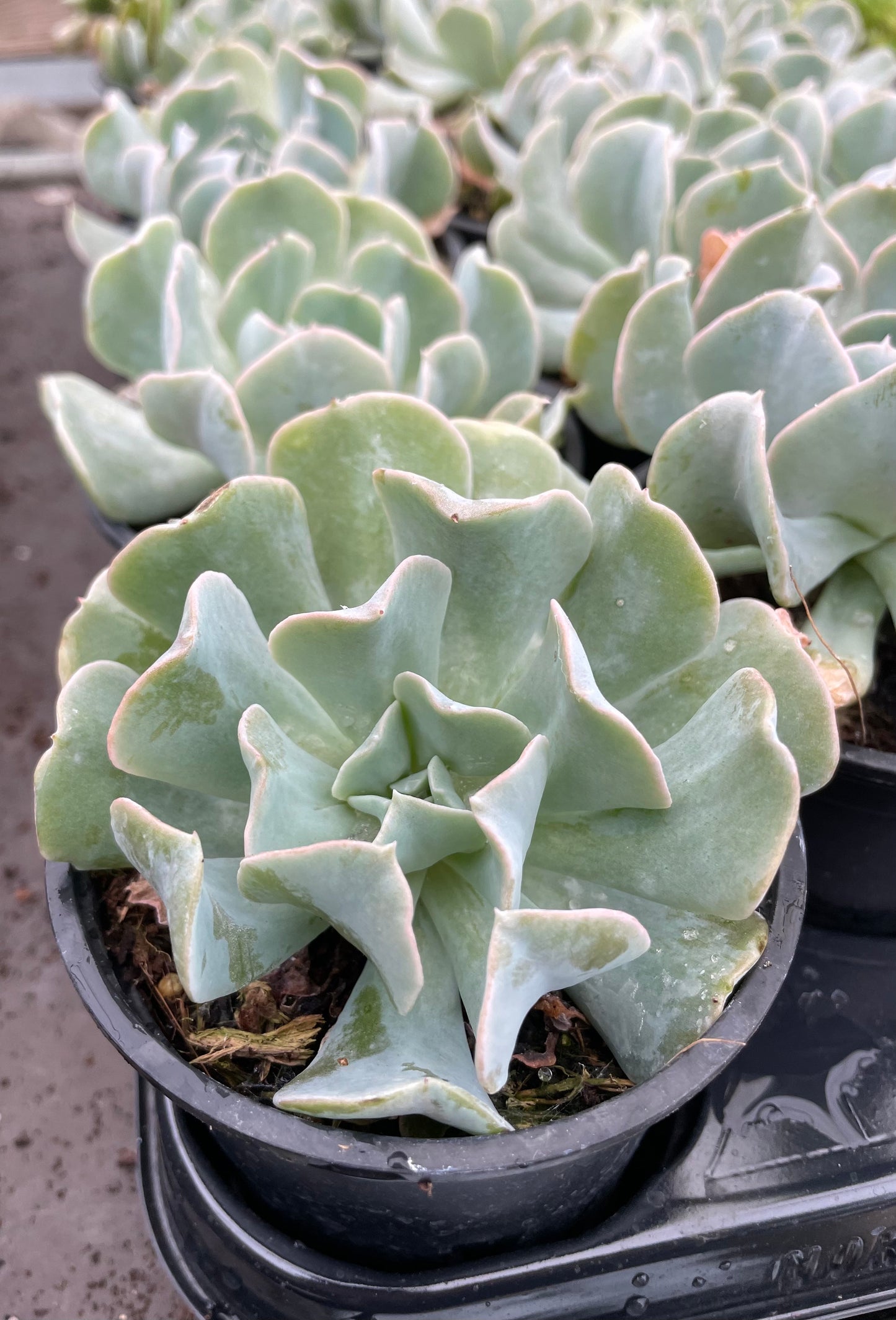 Echeveria Topsy Turvey