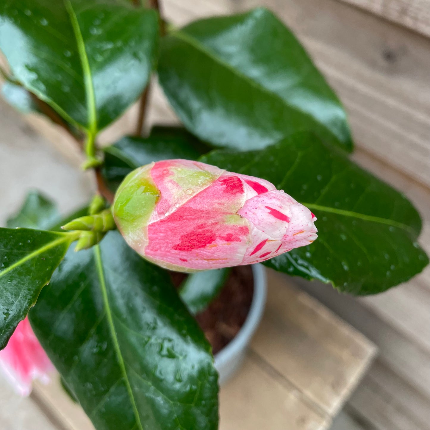 Camellia Tricolor