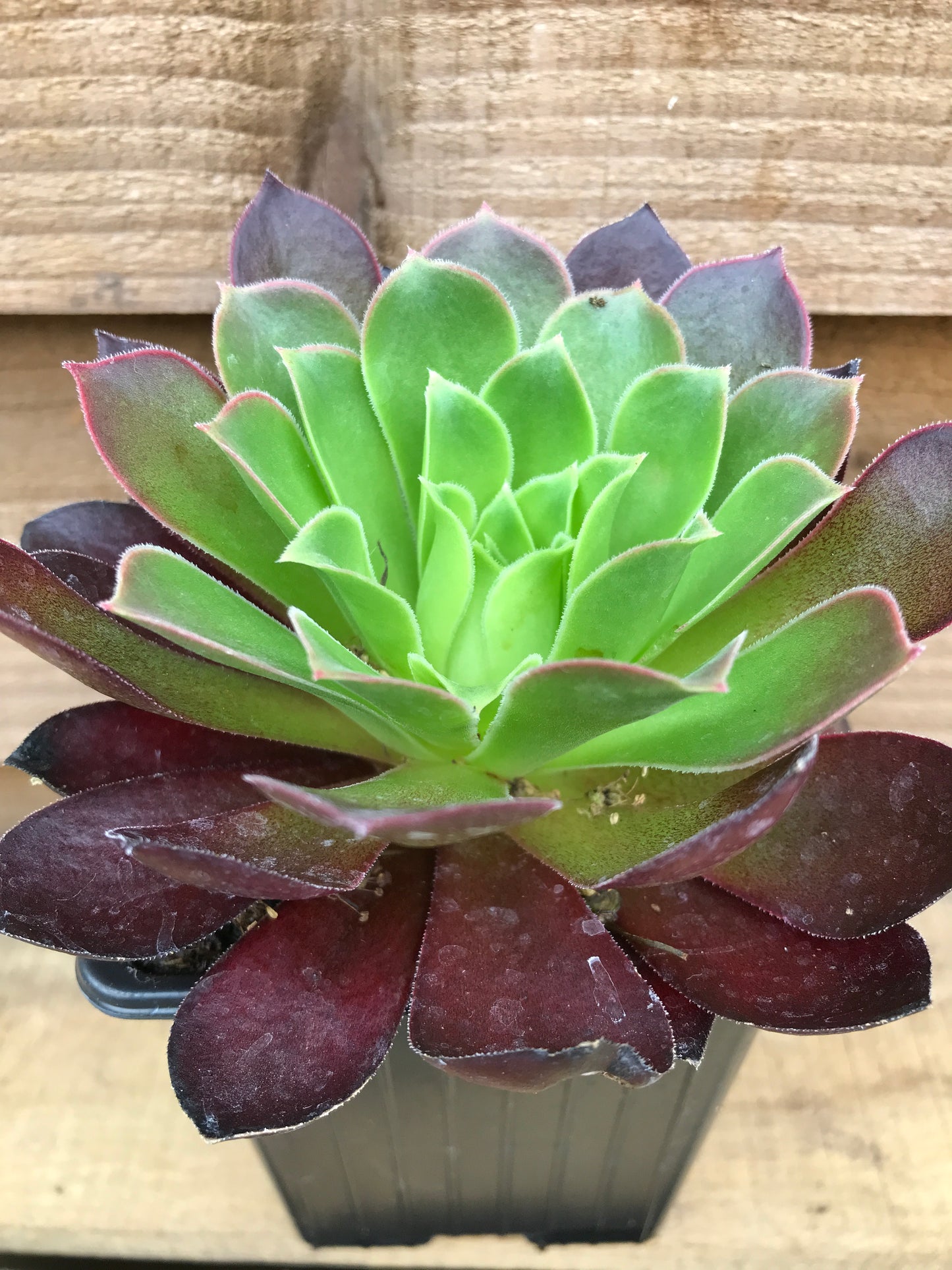 Aeonium Black Magic