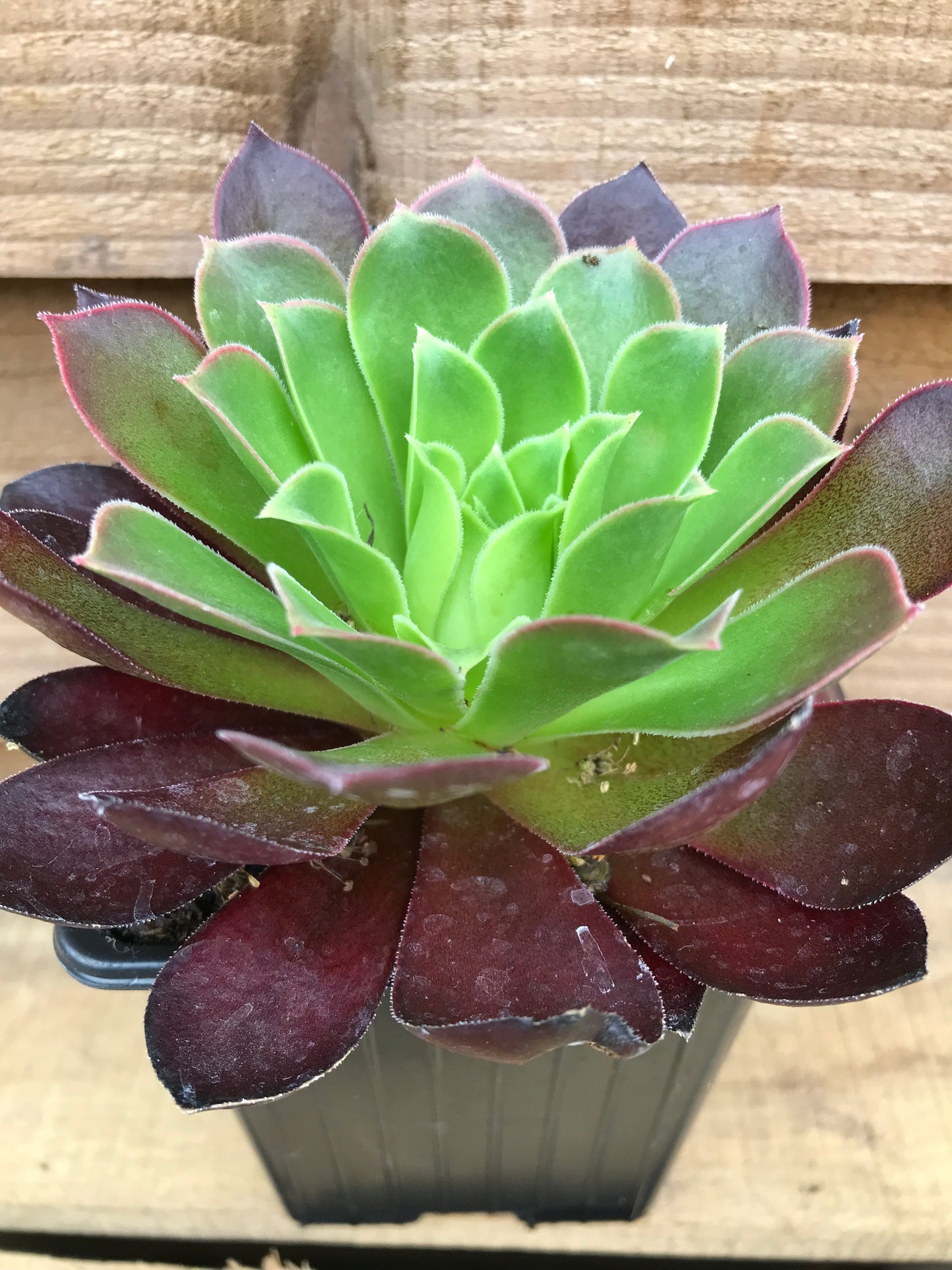 Aeonium Collection