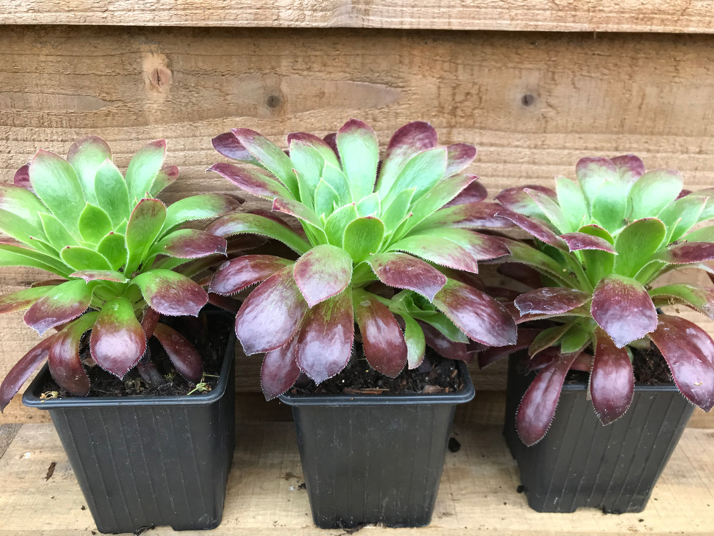 Aeonium Black Magic