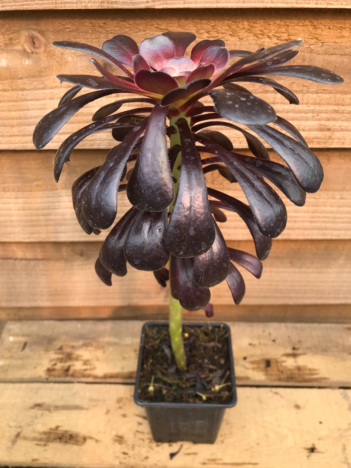 Aeonium Schwartzkopf