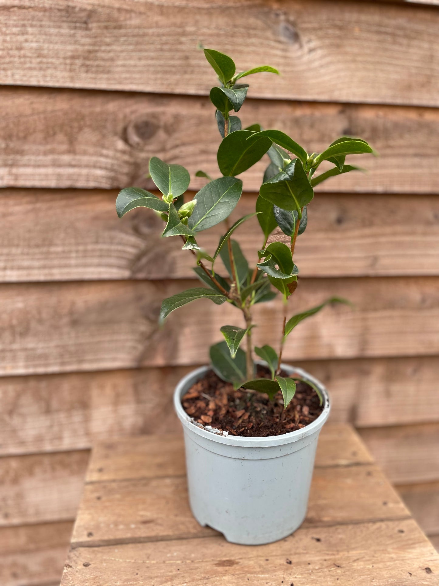 Potted Camellia Nobilissima Plant