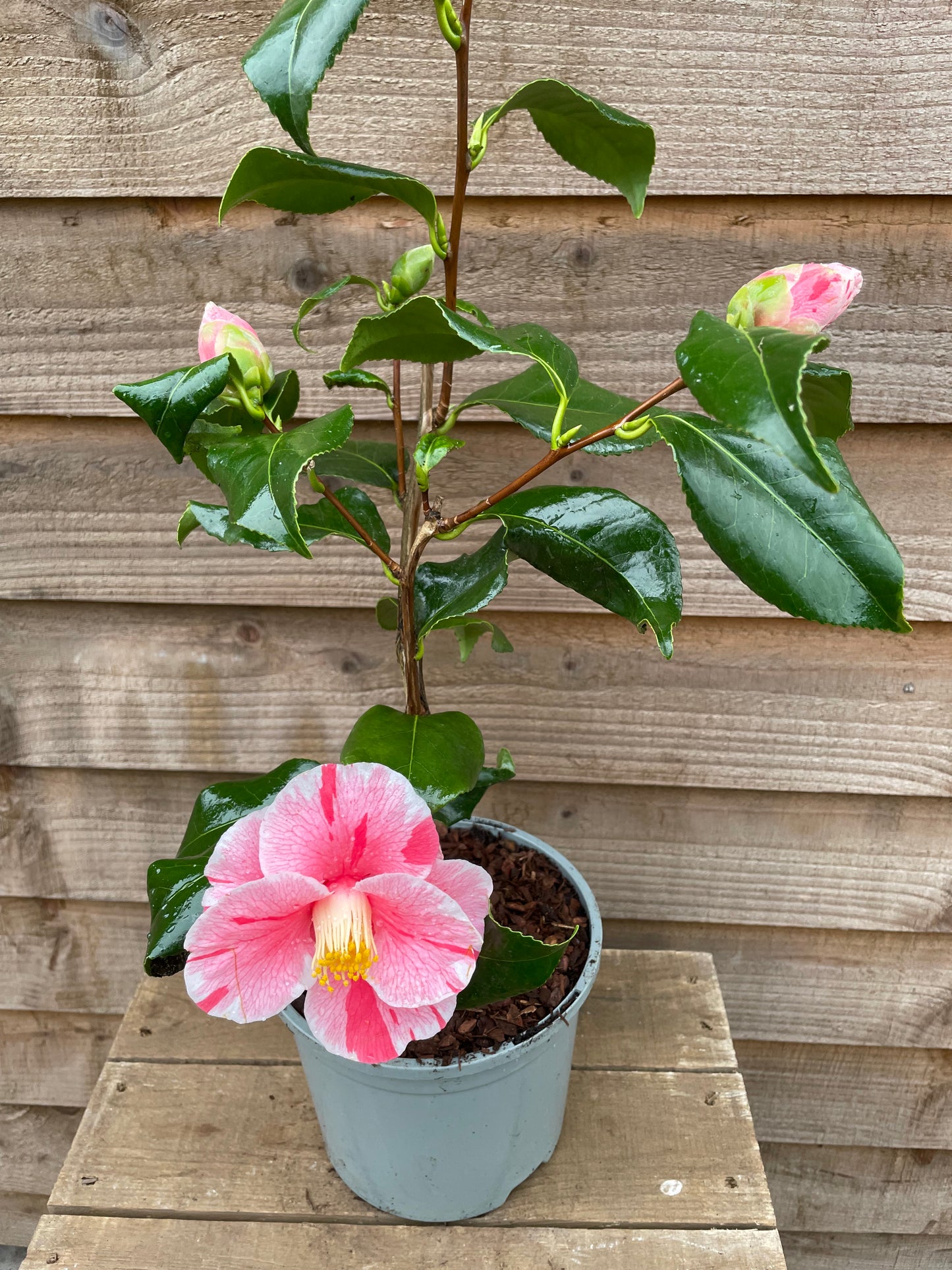 Camellia Tricolor