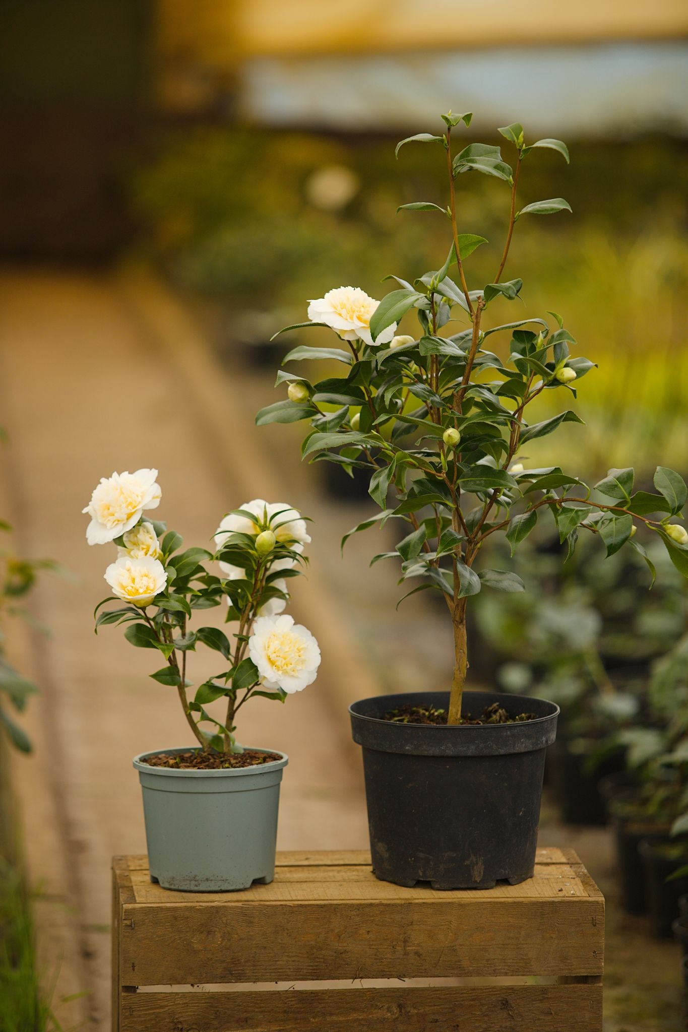 Camellia Brushfield's Yellow