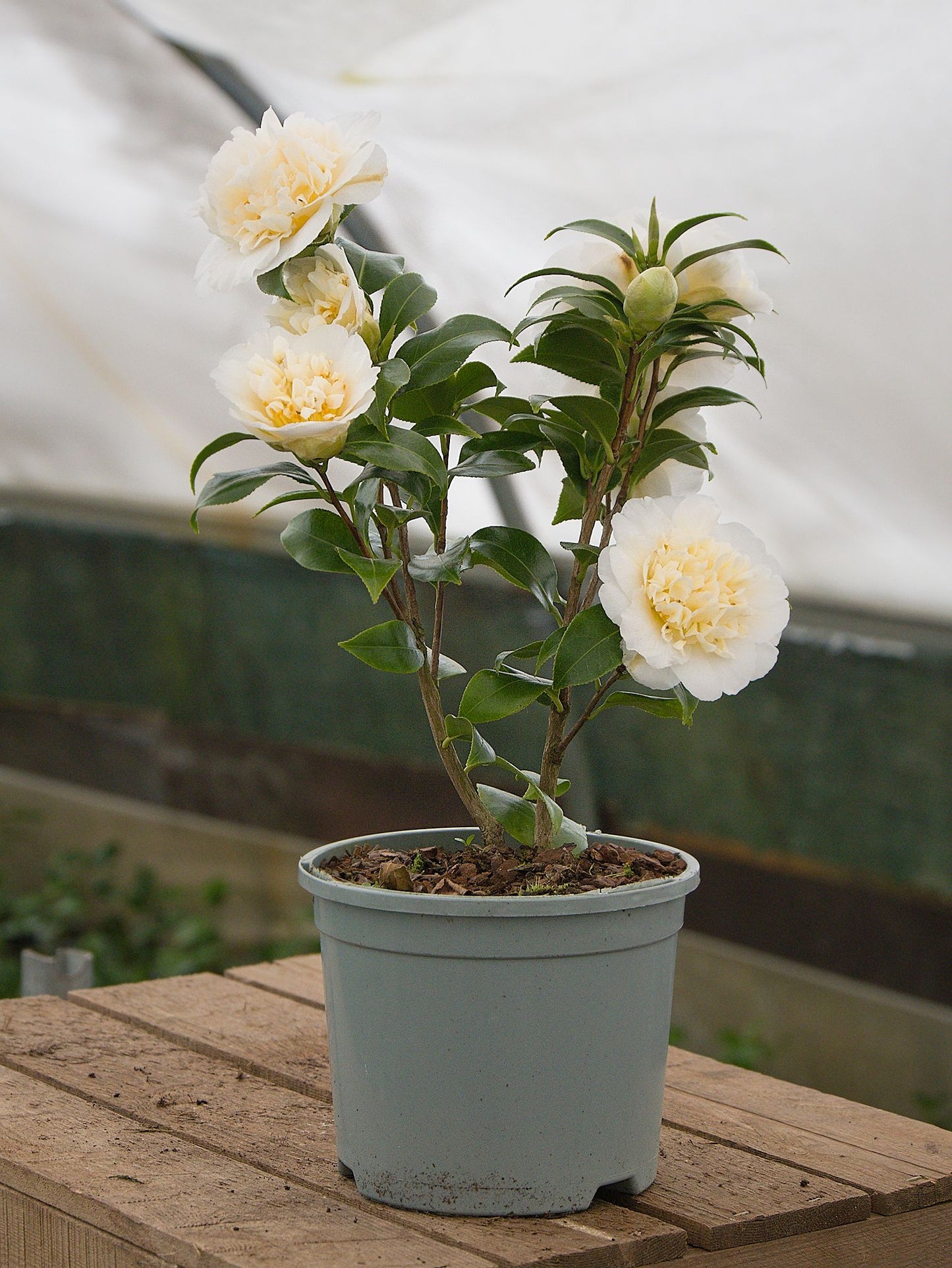 Camellia Brushfield's Yellow