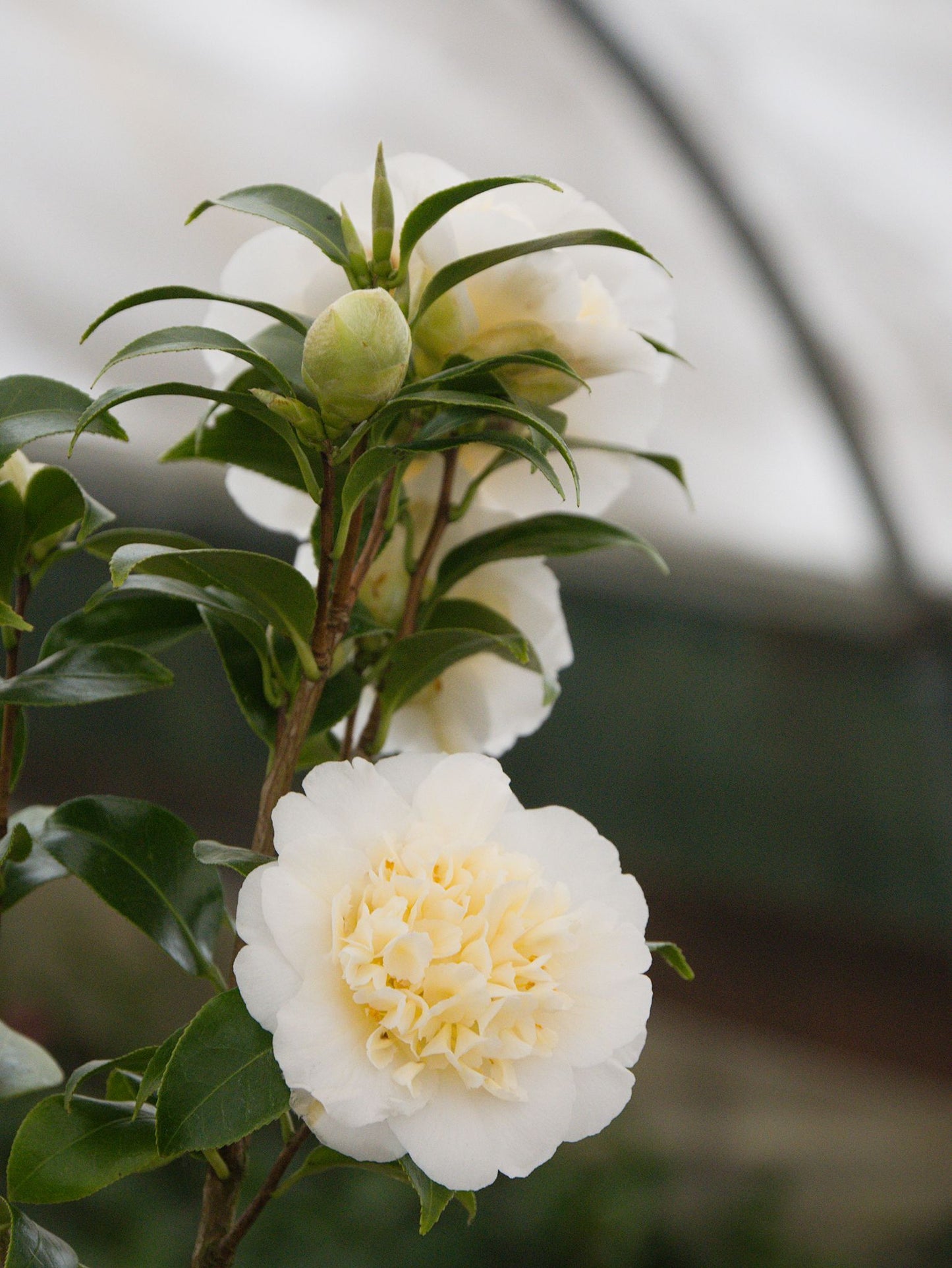 Camellia Brushfield's Yellow