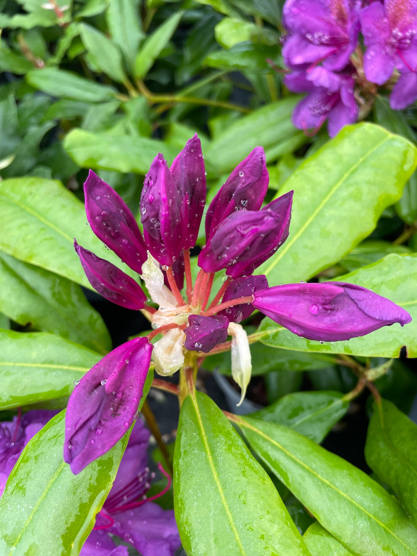 Buds on Rhododendron Marcel Menard