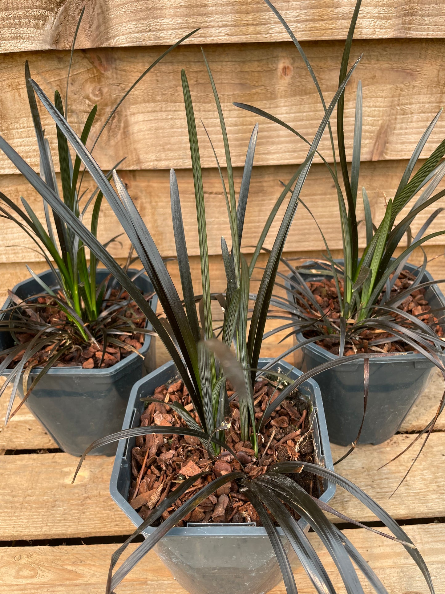 Ophiopogon Niger