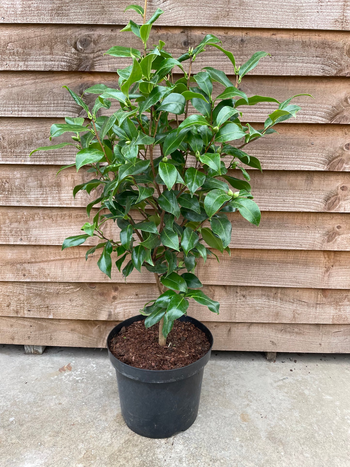 Camellia Brushfield's Yellow