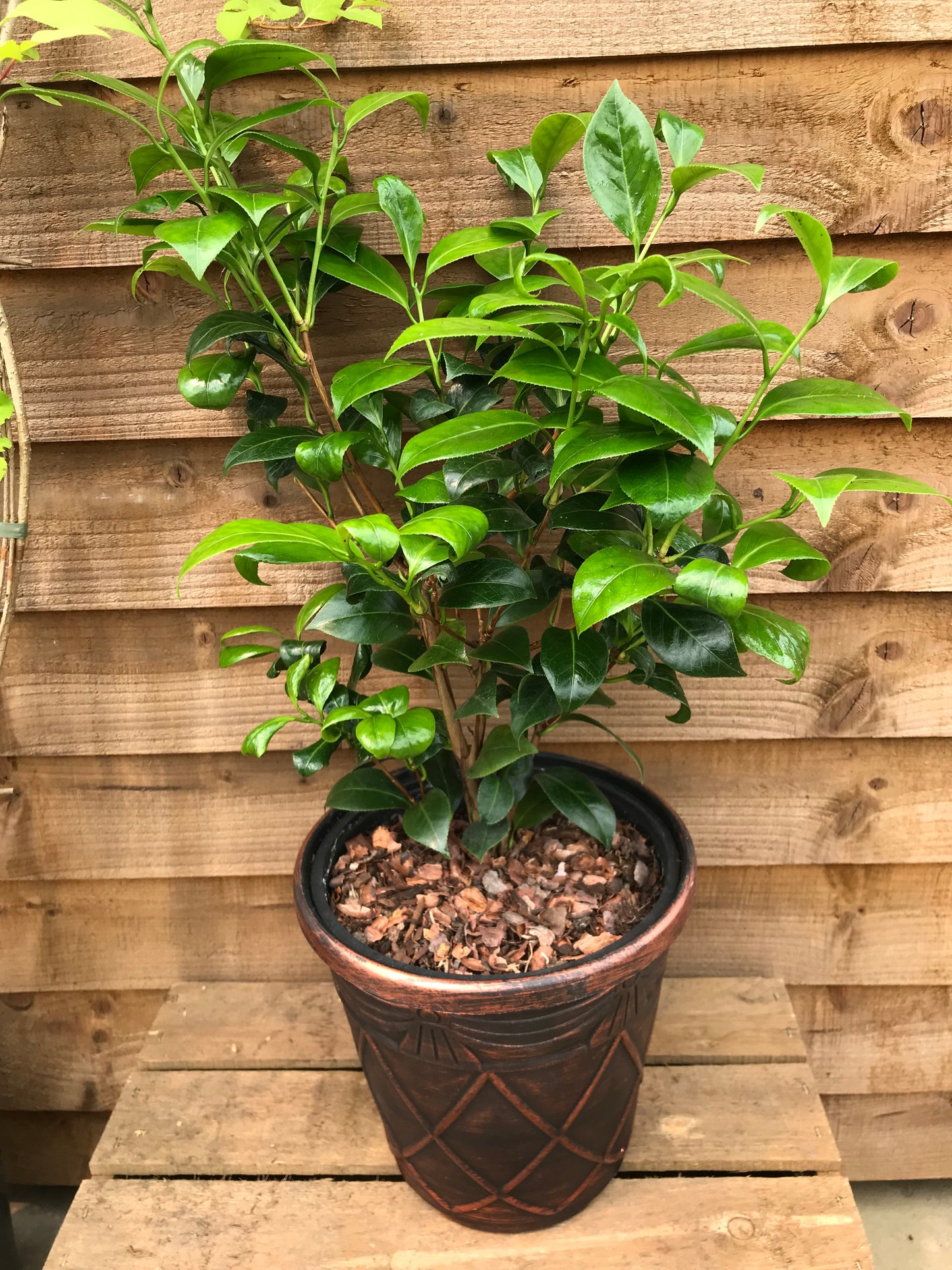 Camellia Brushfield's Yellow