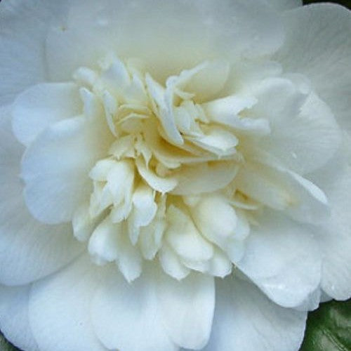 White Camellia Nobilissima Flower