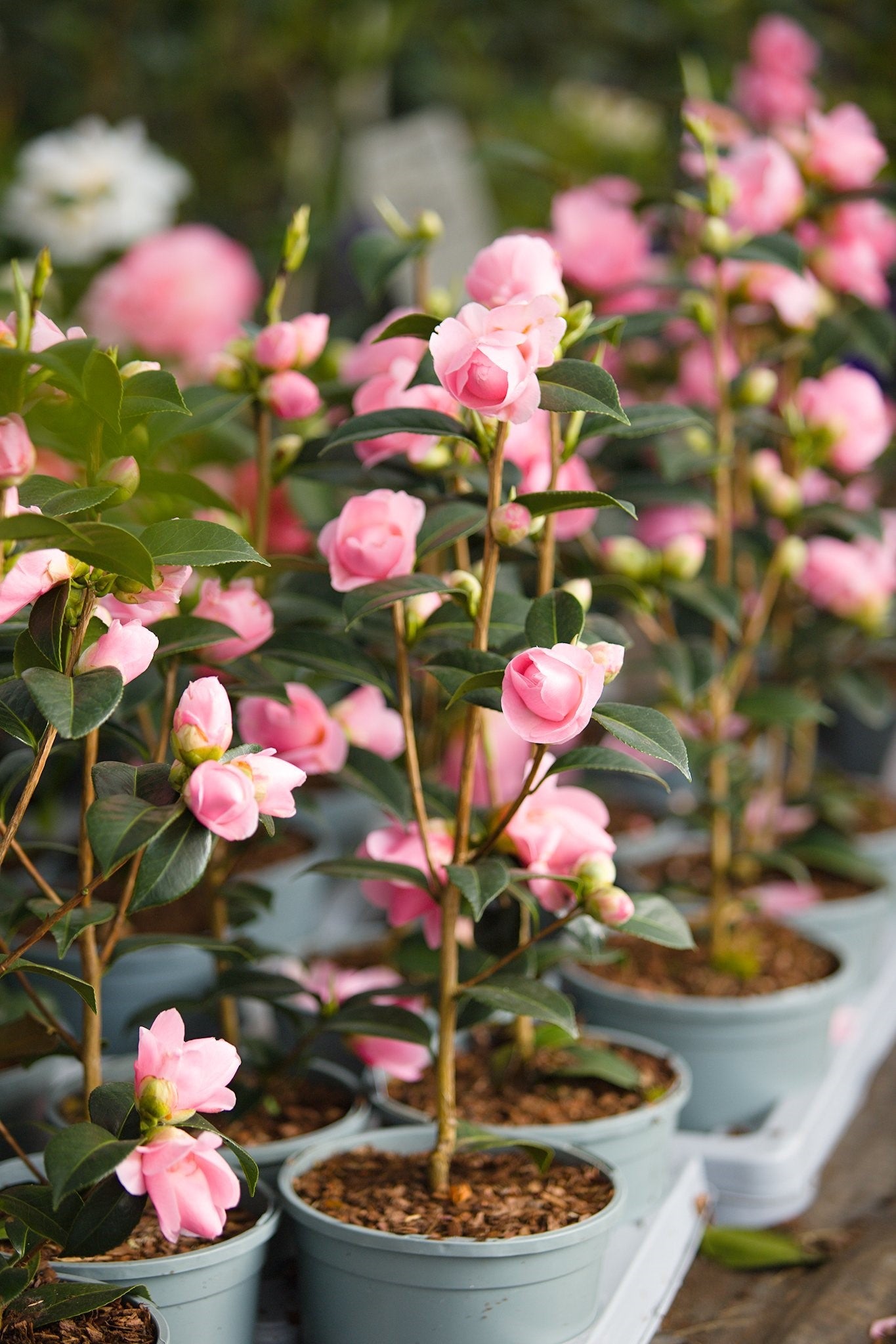 Camellia E G Waterhouse