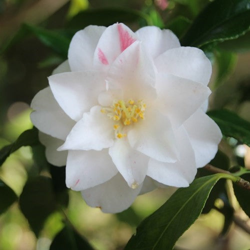 Camellia Lady Vansittart