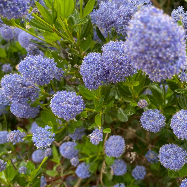 Ceanothus Blue Mound