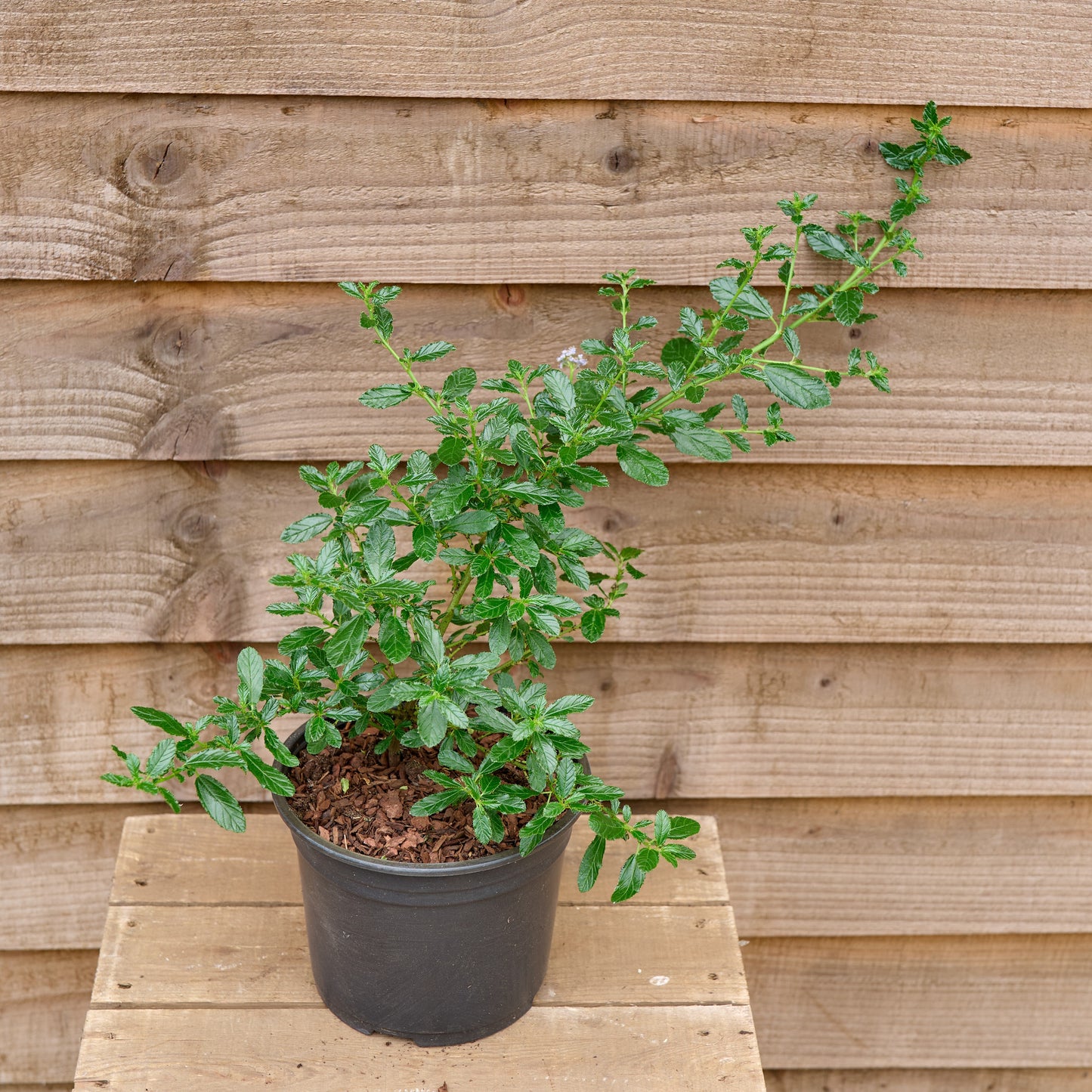 Ceanothus Blue Mound
