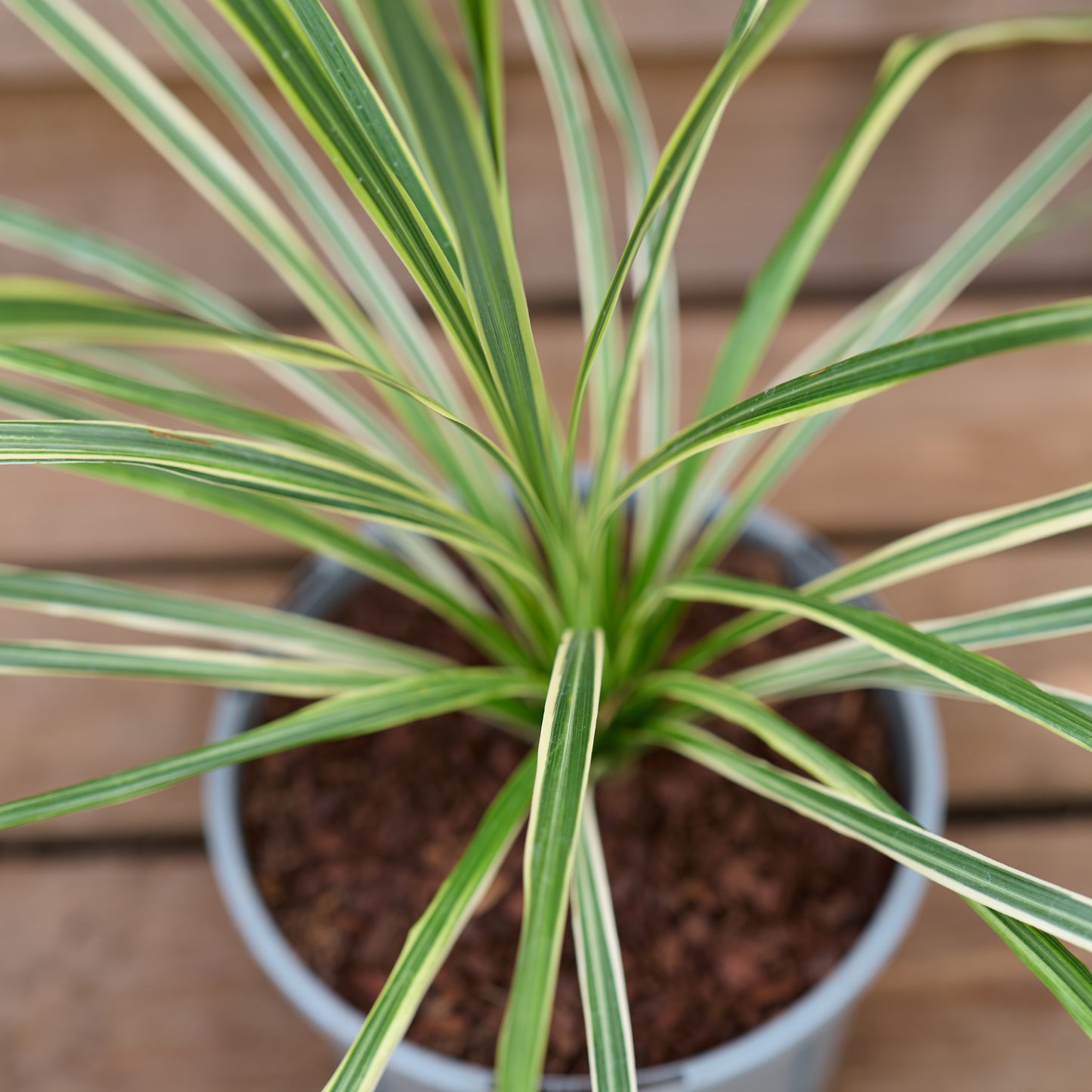 Cordyline Lime Passion