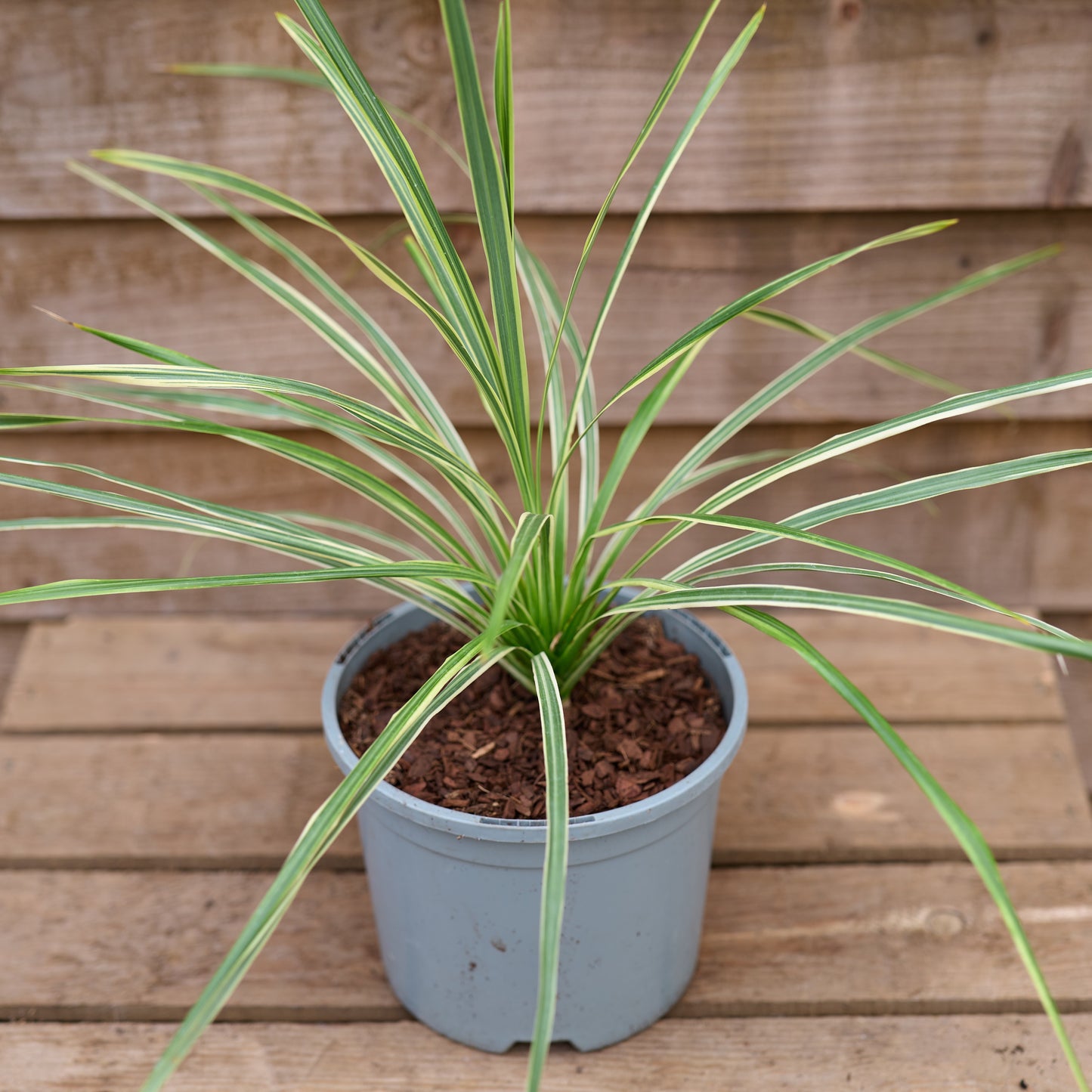 Cordyline Lime Passion