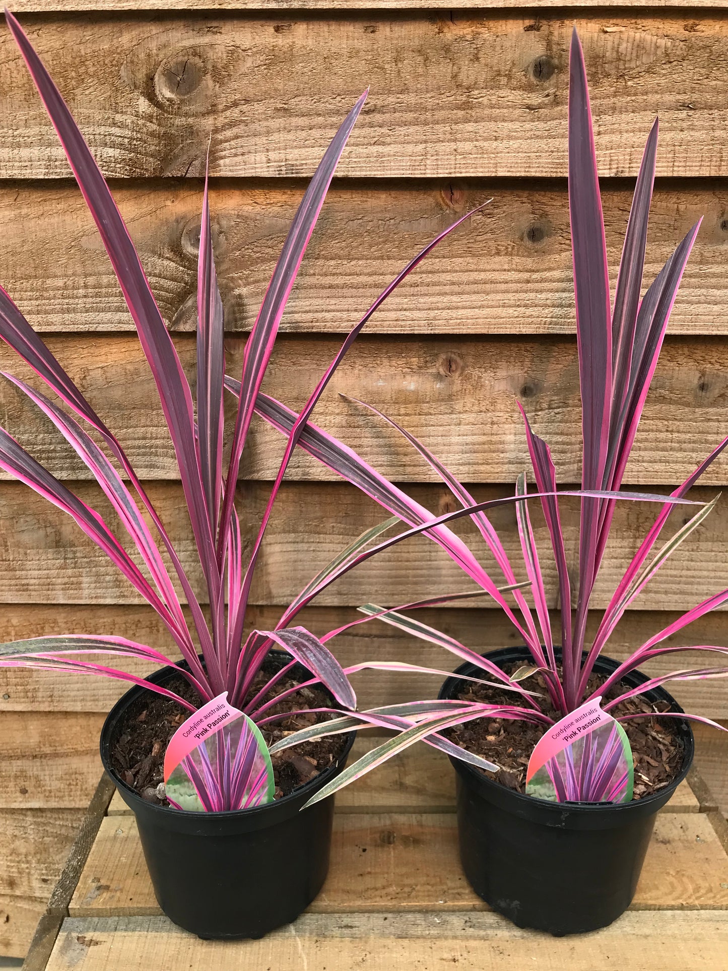 Cordyline Pink Passion