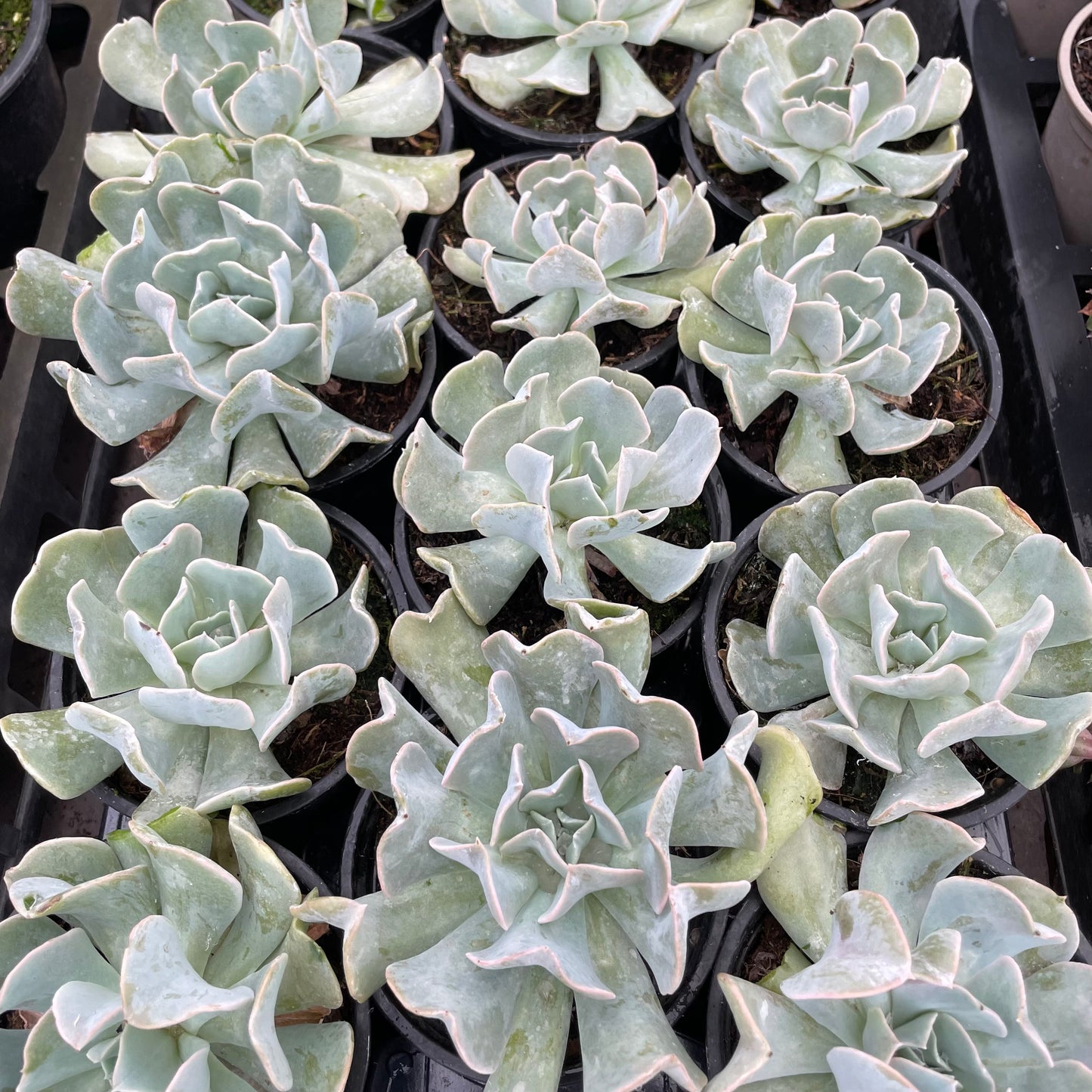 Echeveria Topsy Turvey