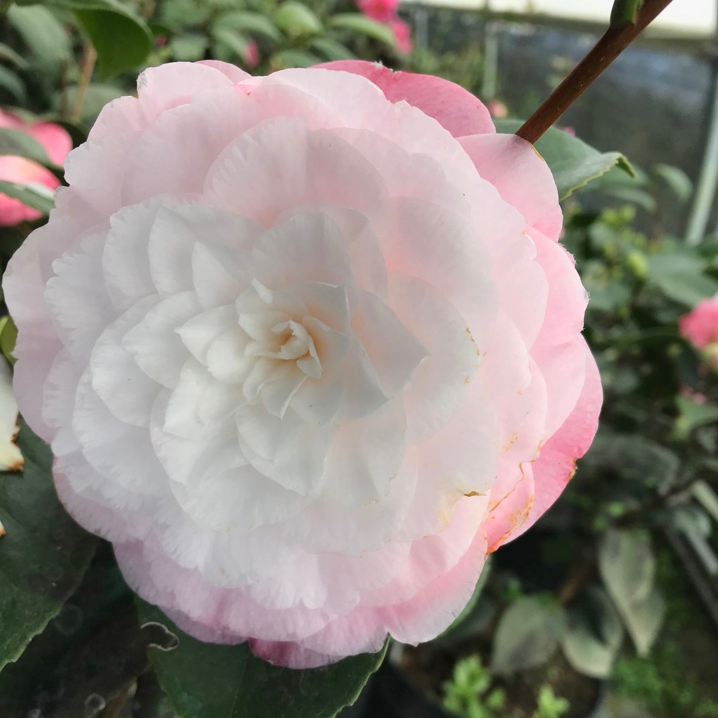 large flower on Camellia Desire