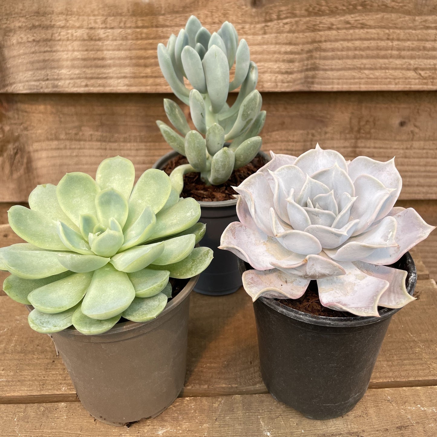 Echeveria Collection