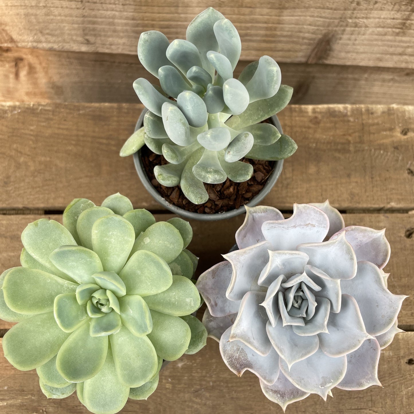 Echeveria Collection