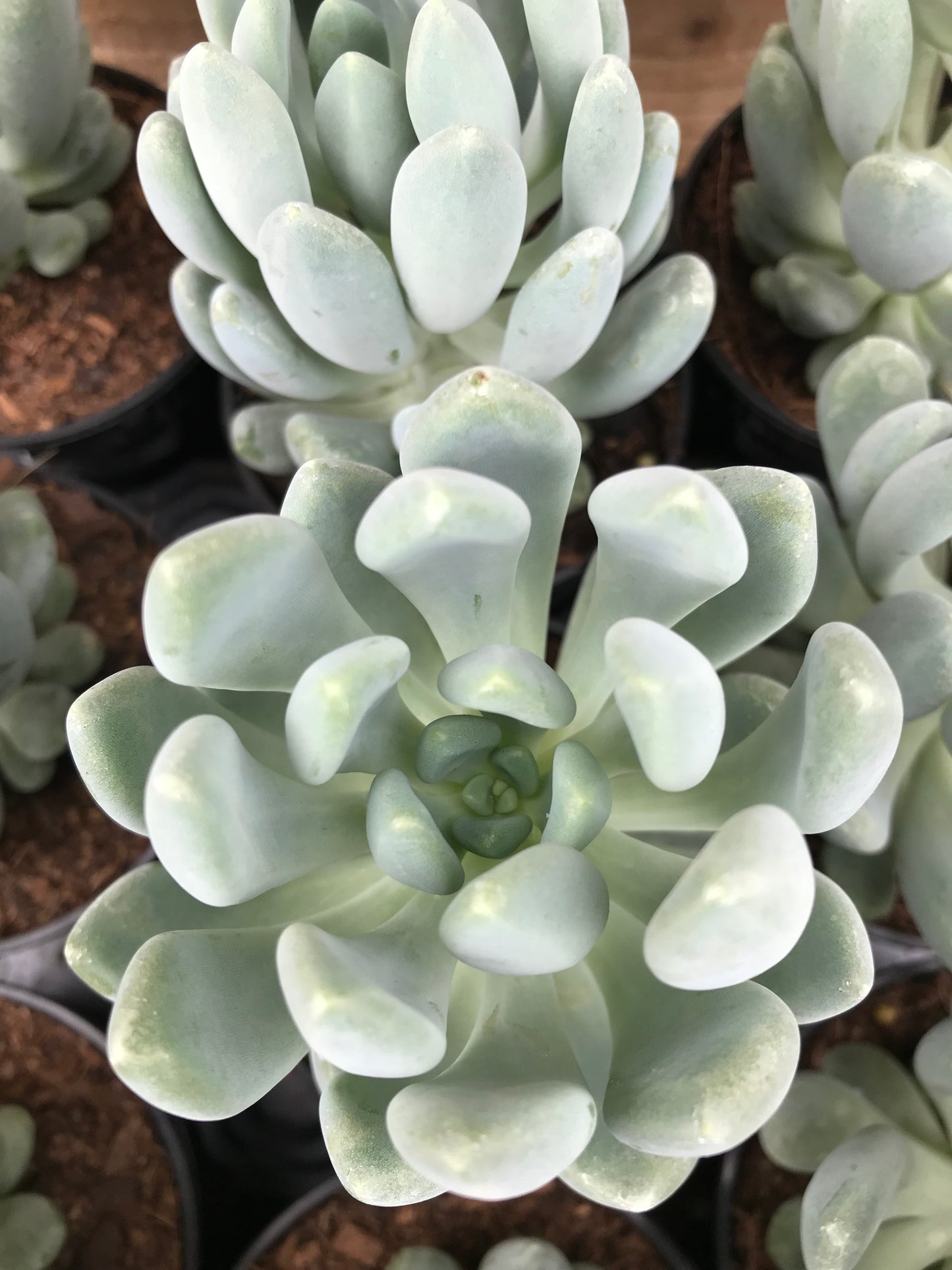 Echeveria Collection