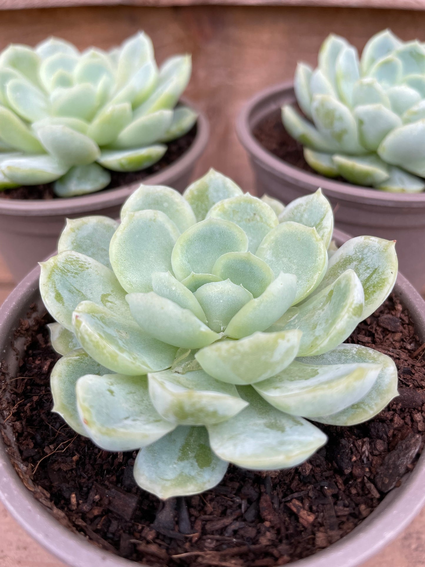 Echeveria Collection