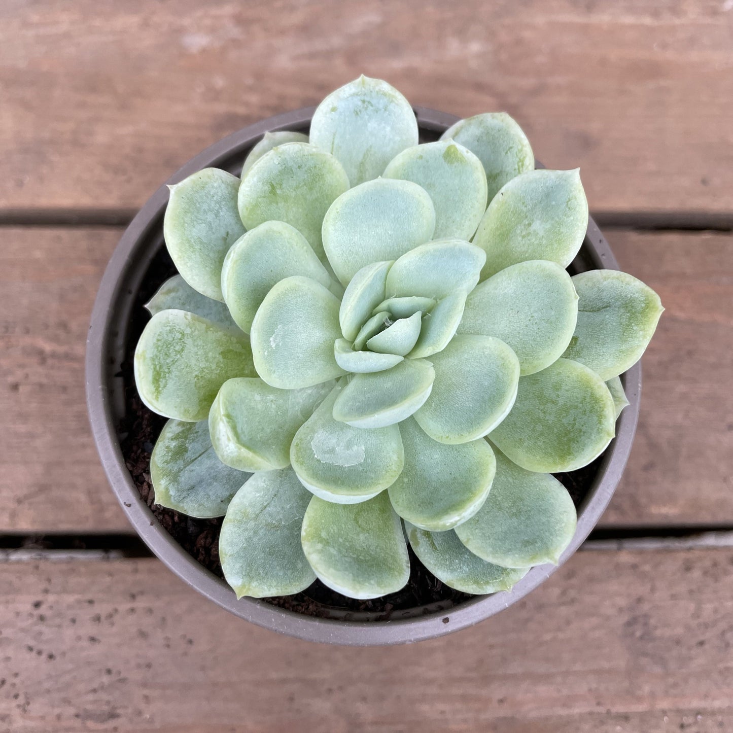 Echeveria elegans