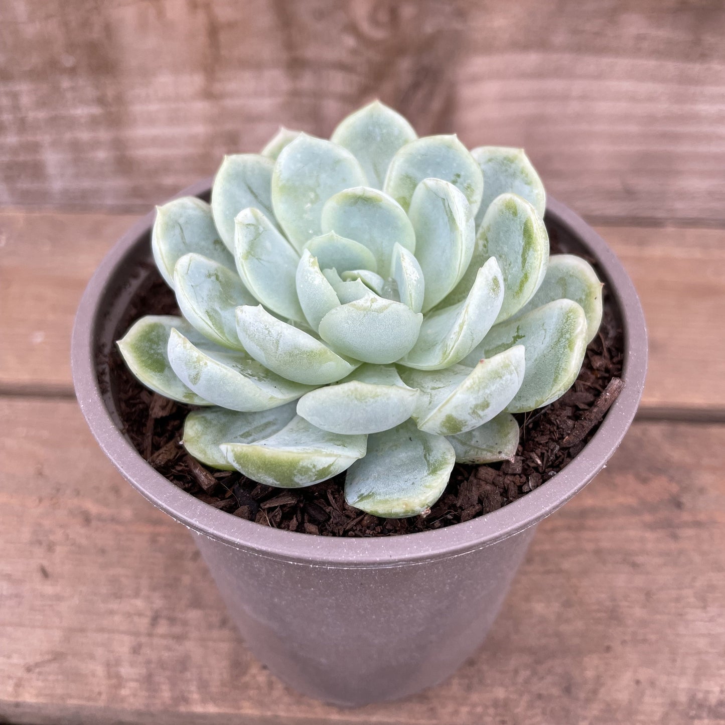 Echeveria elegans