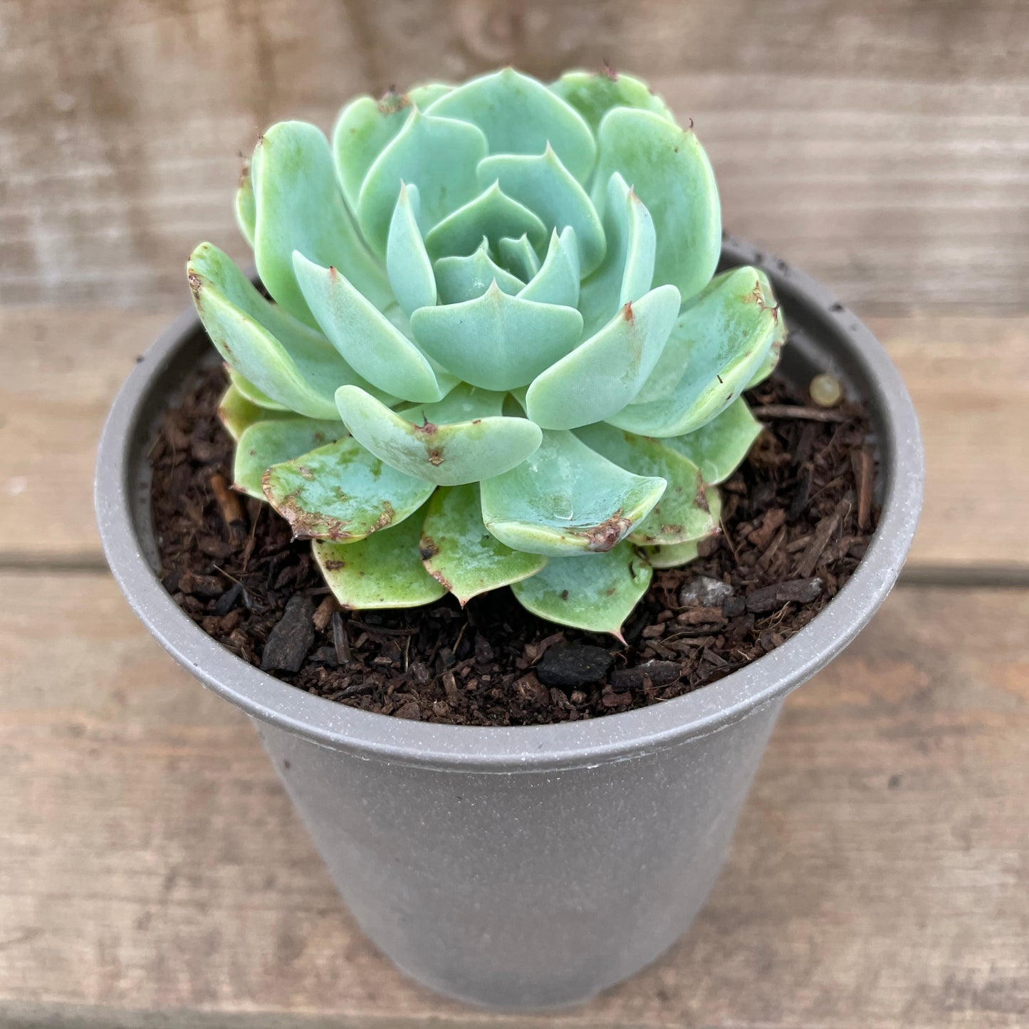 Echeveria glauca