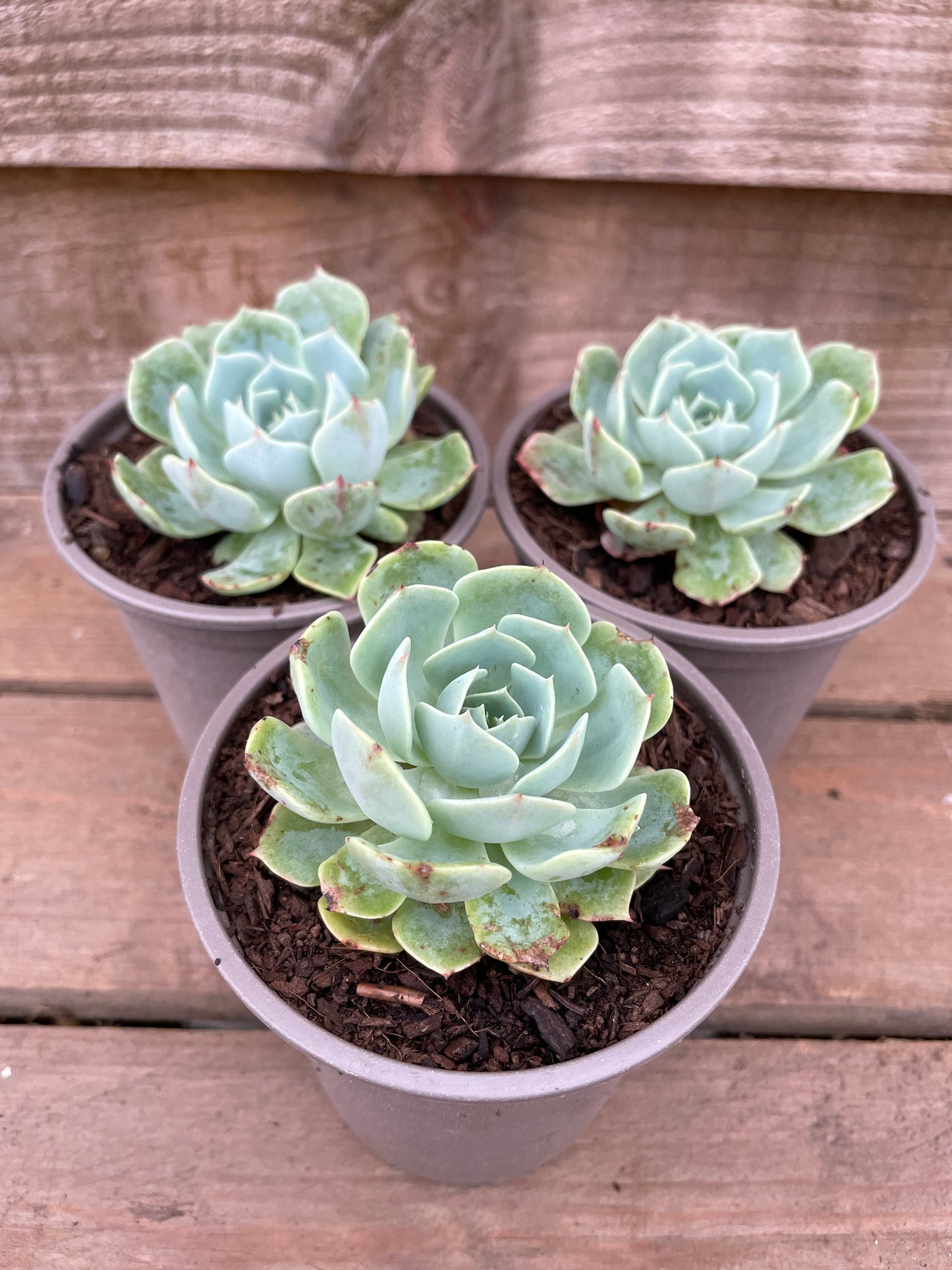 Echeveria glauca