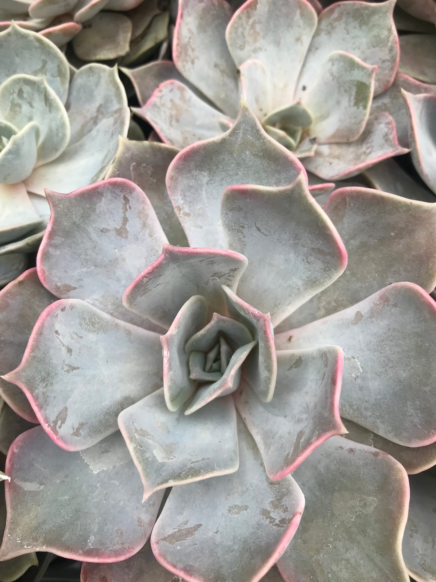 Echeveria Collection