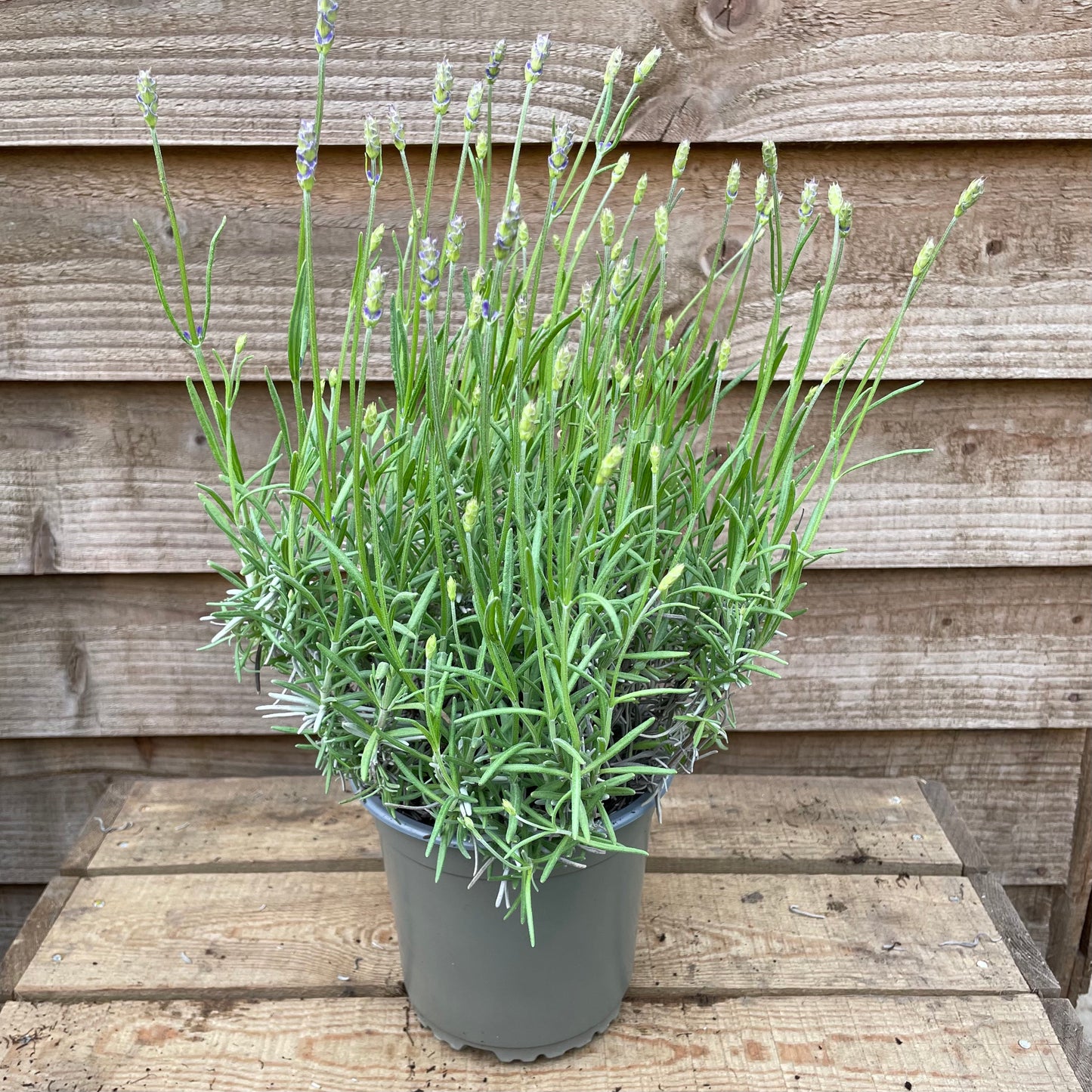 large potted English lavender