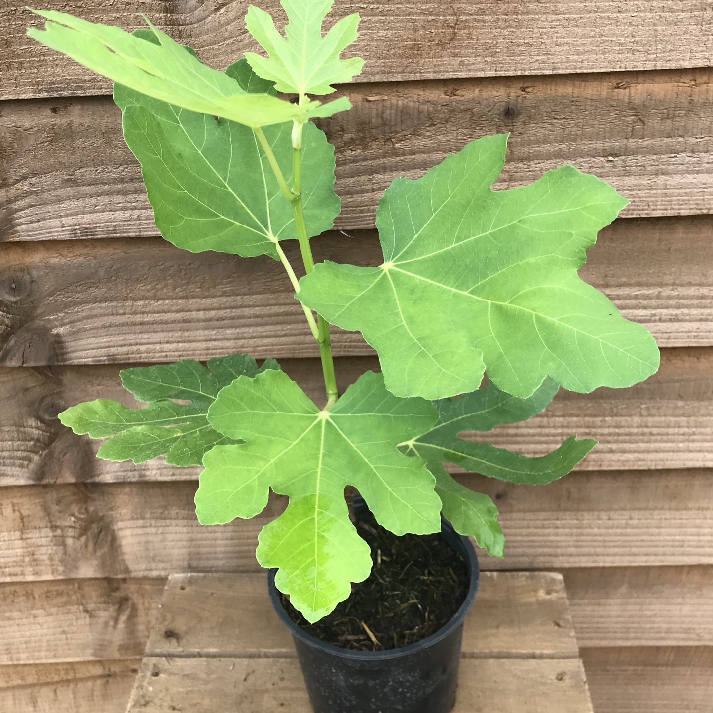 Ficus Brown Turkey