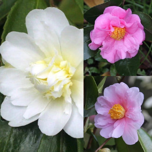 Camellia Autumn Flowering Collection