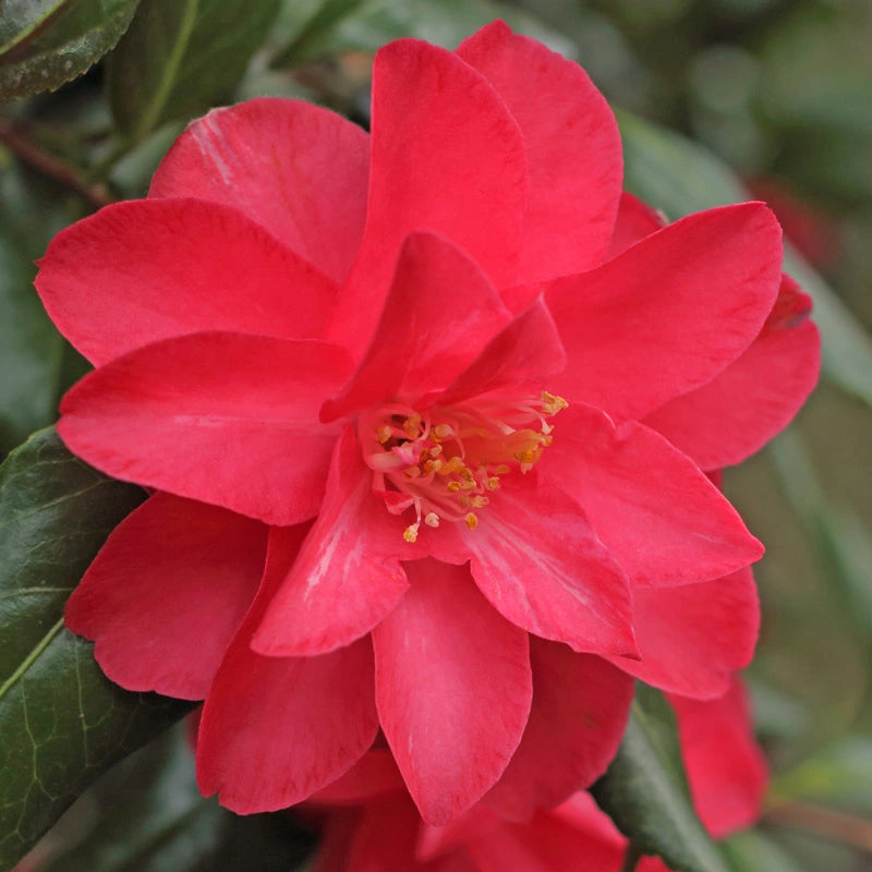 Camellia Lady Vansittart