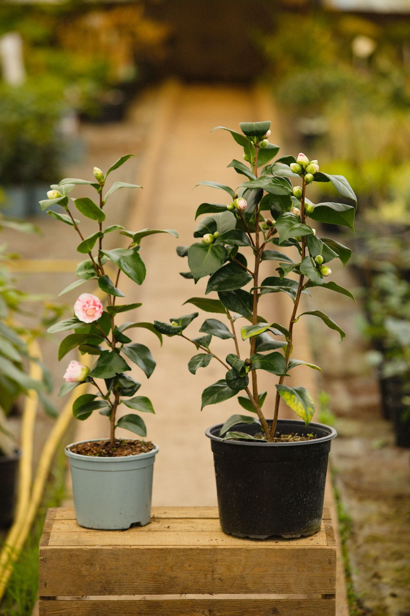 Camellia Contessa Lavinia Maggi