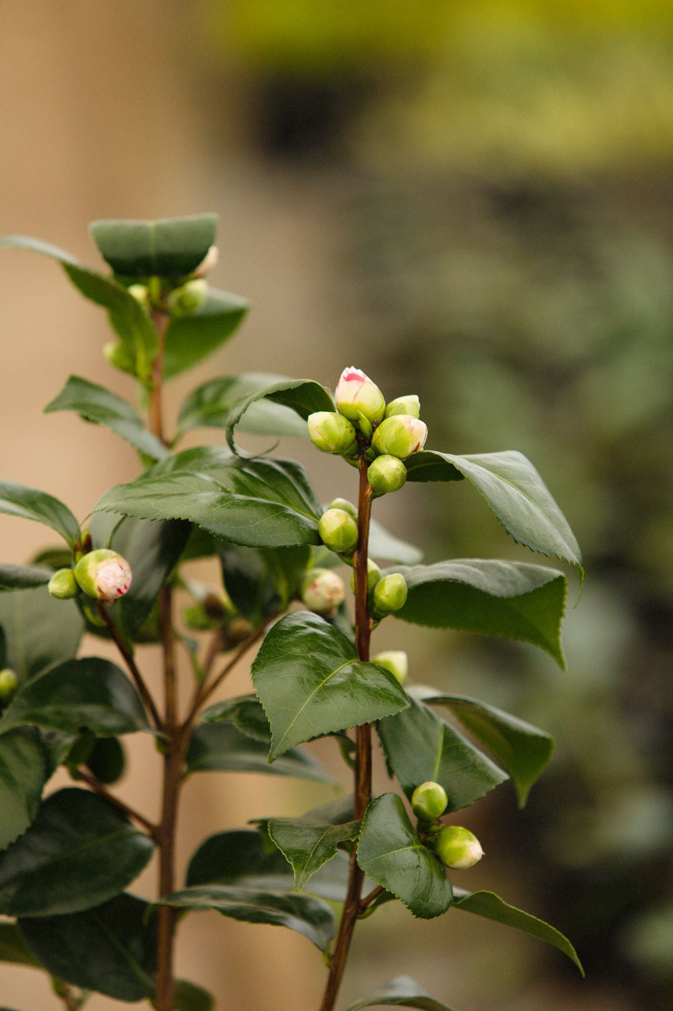 Camellia Contessa Lavinia Maggi