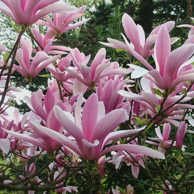 Magnolia Betty